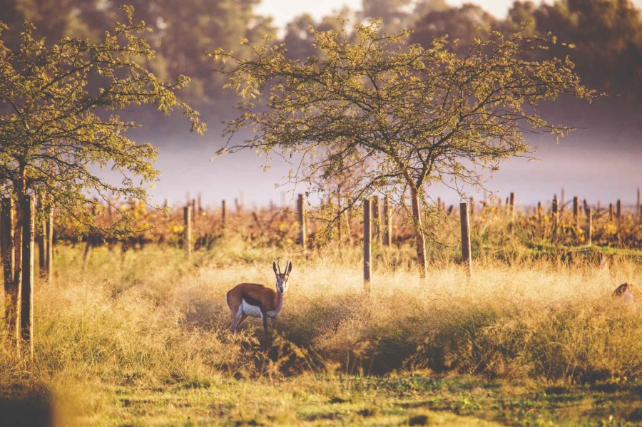 0 Bedroom Property for Sale in Paarl Valleij Lifestyle Estate Western Cape